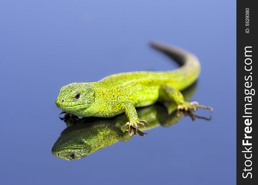 Green lizard over the blue background with reflection effect