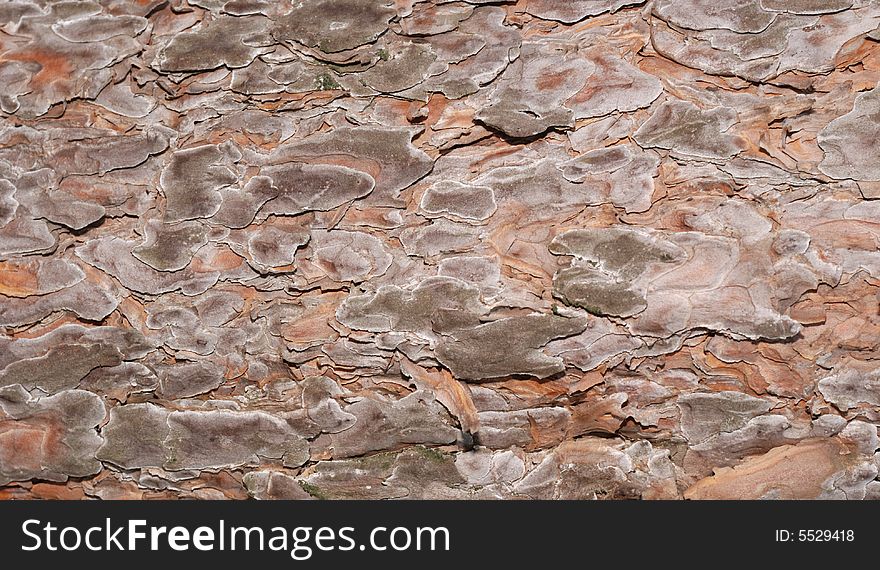 Bark of a tree. Background from a blanket of an evergreen tree - a pine