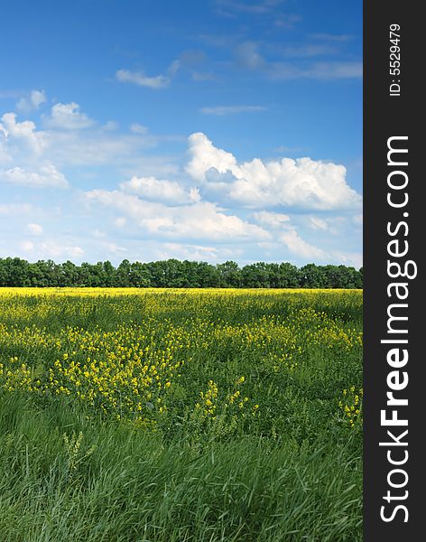 Field. A landscape about vegetation and the beautiful sky