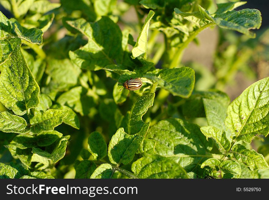 Bush of the potatoes, agriculture