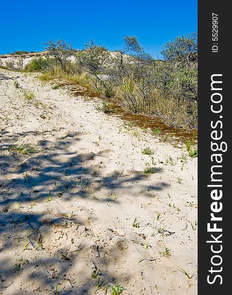 Dunes on the North Sea coastline. The Netherlands.