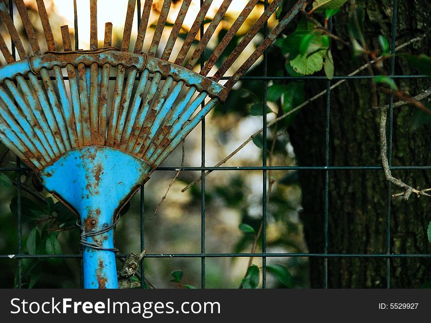 Old blue rake abbandoned in a garden