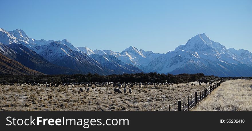 Snow covered Mount Cook peak, mountain range and sheep in southern New Zealand. Snow covered Mount Cook peak, mountain range and sheep in southern New Zealand