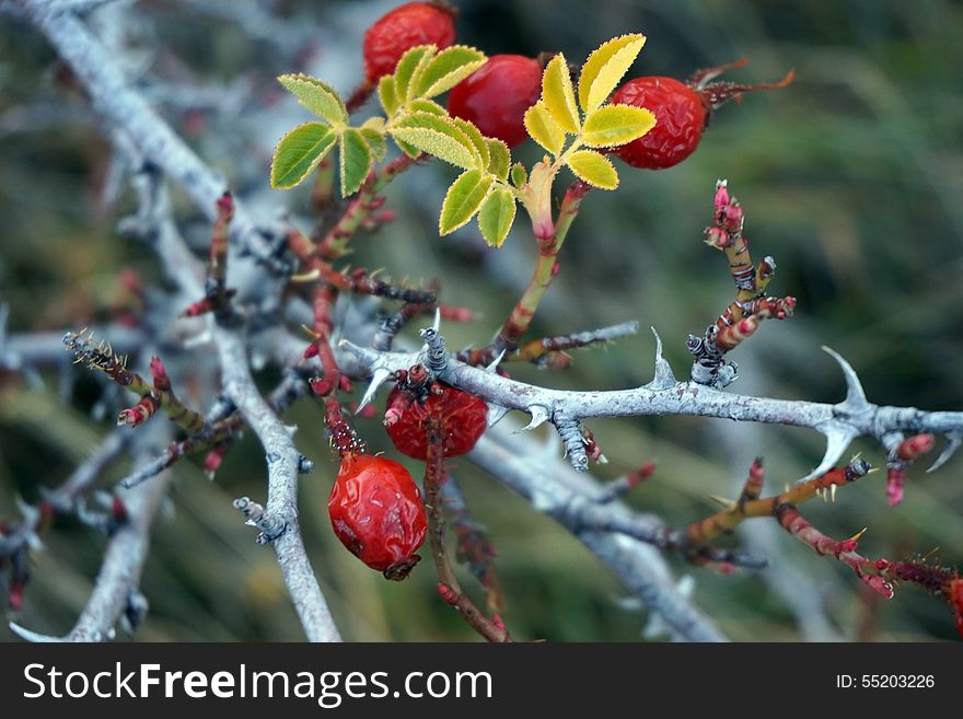 Red, wild mountain berries in fall in New Zealand. Red, wild mountain berries in fall in New Zealand.