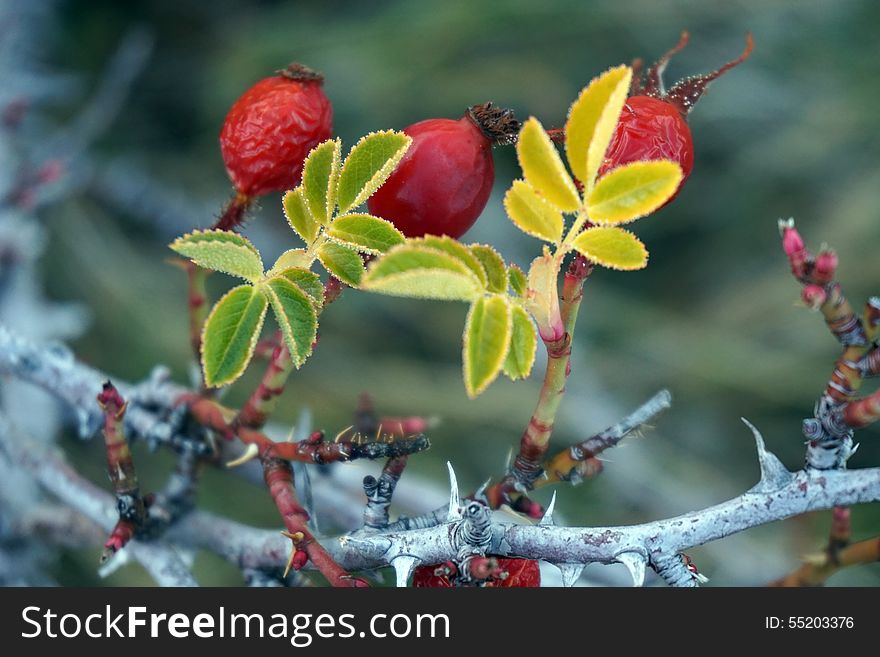 Close-up photo of deeply red wild mountain berries in New Zealand. Close-up photo of deeply red wild mountain berries in New Zealand