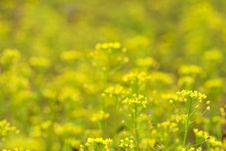 Yellow Flowers Field Background Stock Images Yellow Flowers Field Background Stock Images