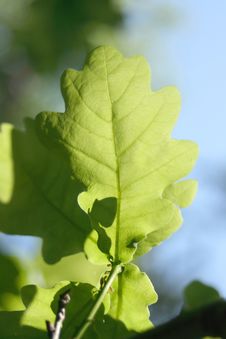 Oak Leaf Royalty Free Stock Image
