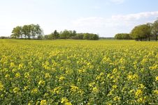 Oilseed Rape Royalty Free Stock Photos Oilseed Rape Royalty Free Stock Photos