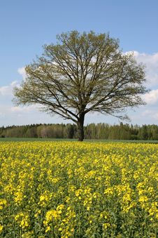 Tree And Oilseed Rape Stock Photography Tree And Oilseed Rape Stock Photography
