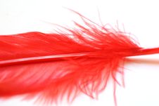 Detail Of Red Feather On White Stock Photos Detail Of Red Feather On White Stock Photos