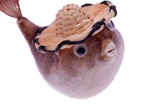 Dried Puffer Fish In Hat Stock Photo Dried Puffer Fish In Hat Stock Photo