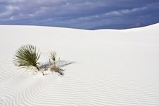 Morning In White Dunes National Monument Stock Images
