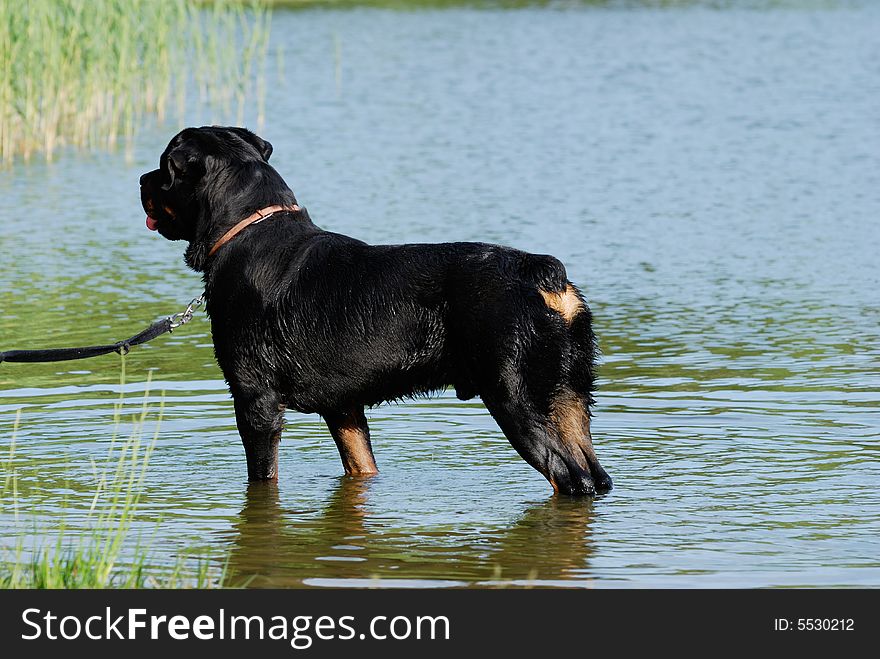 A rottweiler in the lake