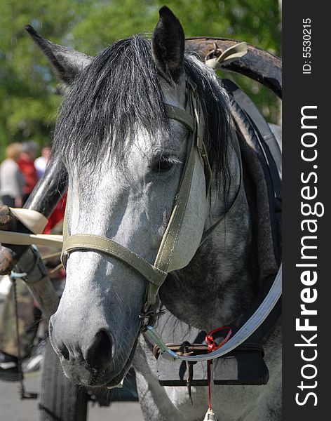 Picture of a grey horse