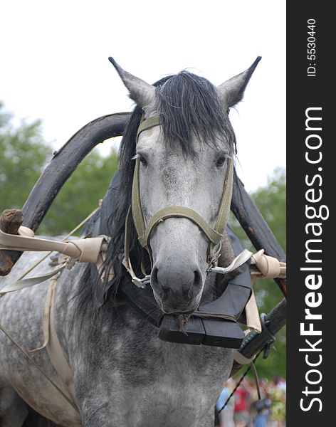 Picture of a grey horse