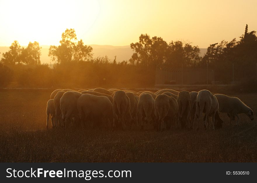 A beautiful sheep group  late in the aftrenoon. A beautiful sheep group  late in the aftrenoon