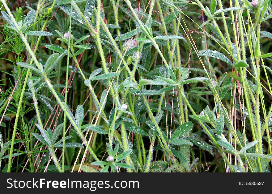 Grass In Dew