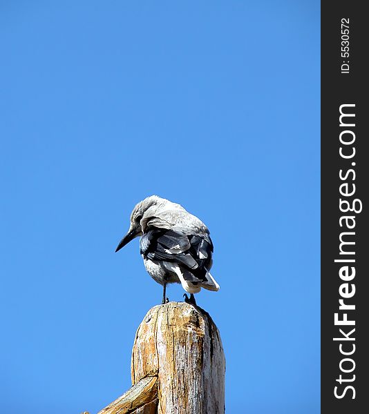 A small bird resting on top of an old wooden sign post. A small bird resting on top of an old wooden sign post