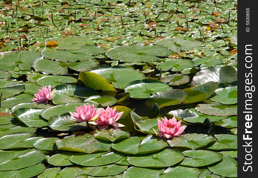 Beautiful water lily an outdoors