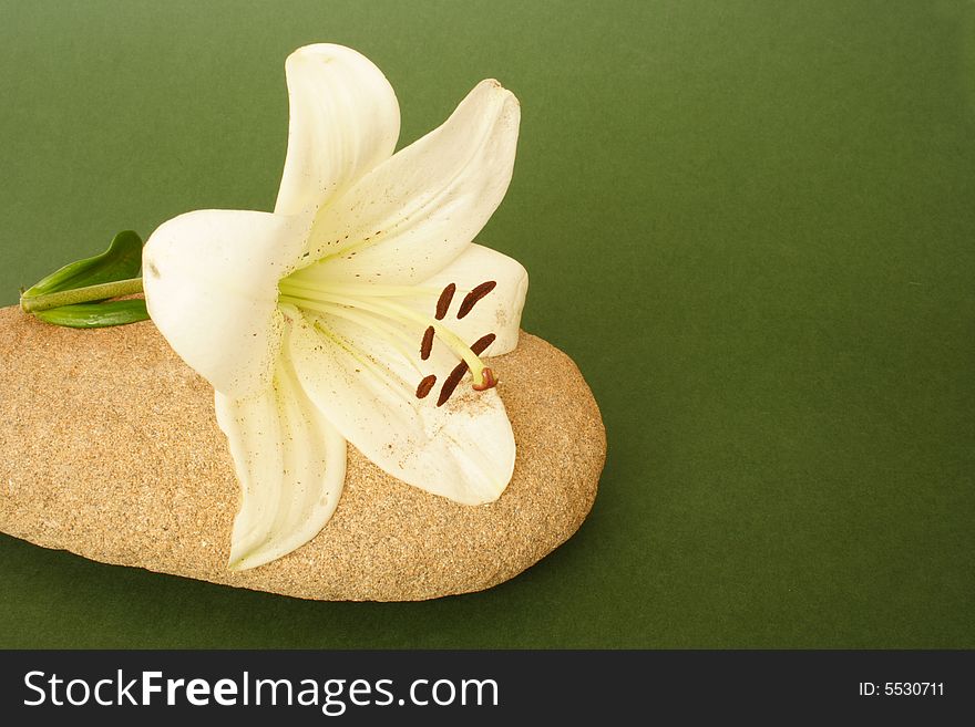 Beauty Madonna lily on stone on green background. Beauty Madonna lily on stone on green background