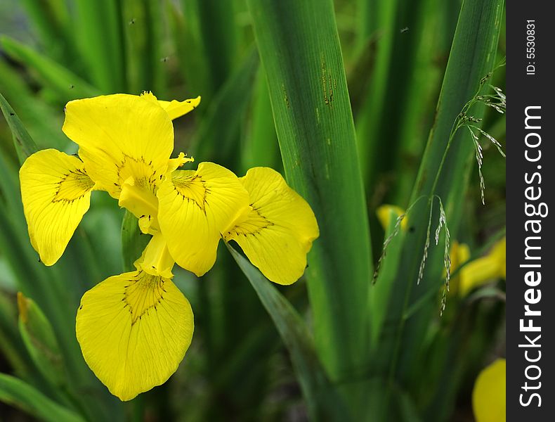 Wild yellow flower - macro shot. Wild yellow flower - macro shot