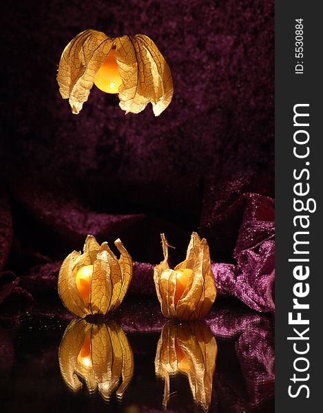 Physalis fruits on the black