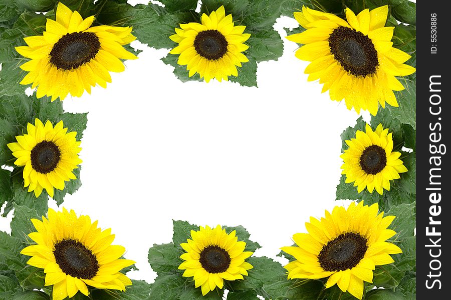 Frame from green leaflets and sunflower over white background.