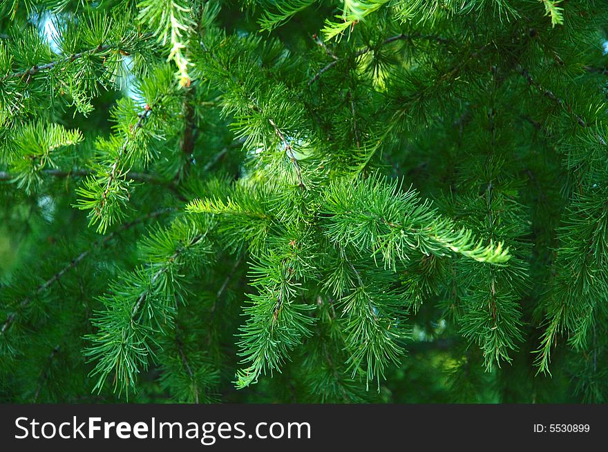 Conifer Branchlets.