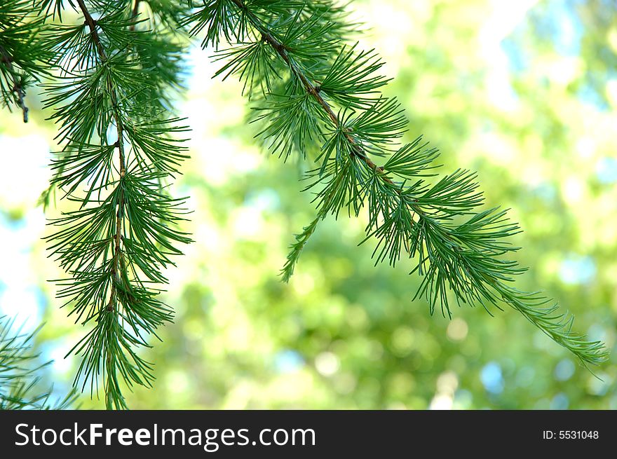 Conifer branchlets (Spruce). Brightly green needles - summer nature background. Conifer branchlets (Spruce). Brightly green needles - summer nature background.