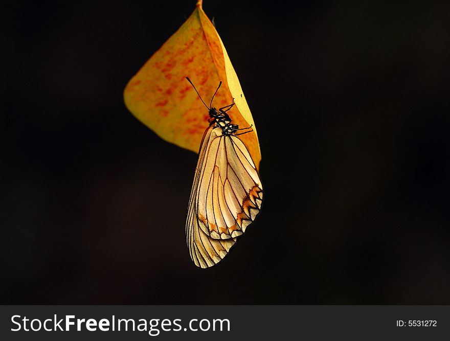 On Tallow Tree Leaf S Butterfly