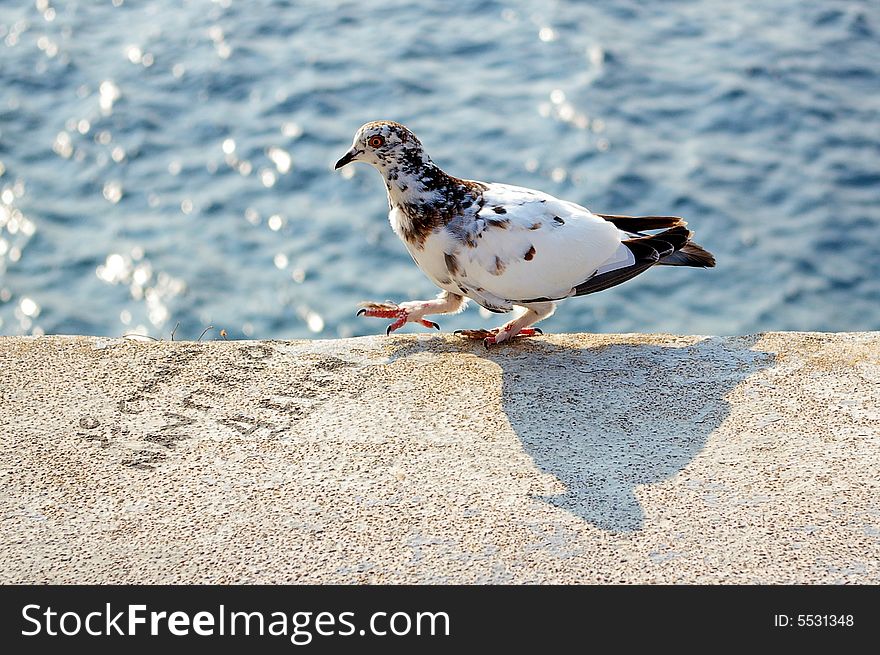 A pigeon walking on a banquette in Hydra, Greece. A pigeon walking on a banquette in Hydra, Greece