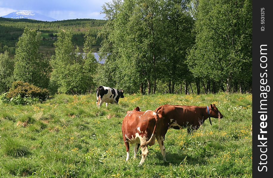 Heifers grazing in a summer pasture. Heifers grazing in a summer pasture