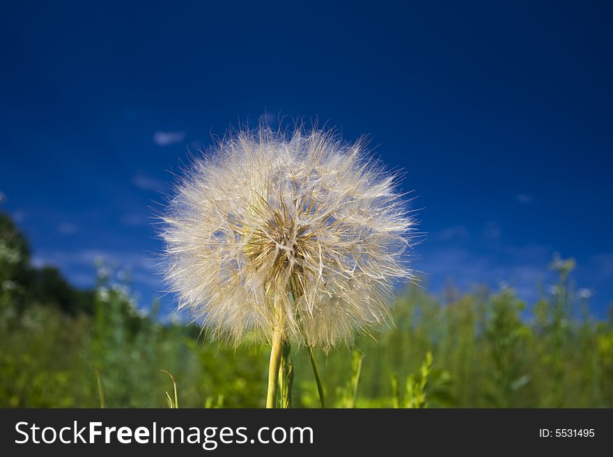 Big solitary dandelion against blue sky