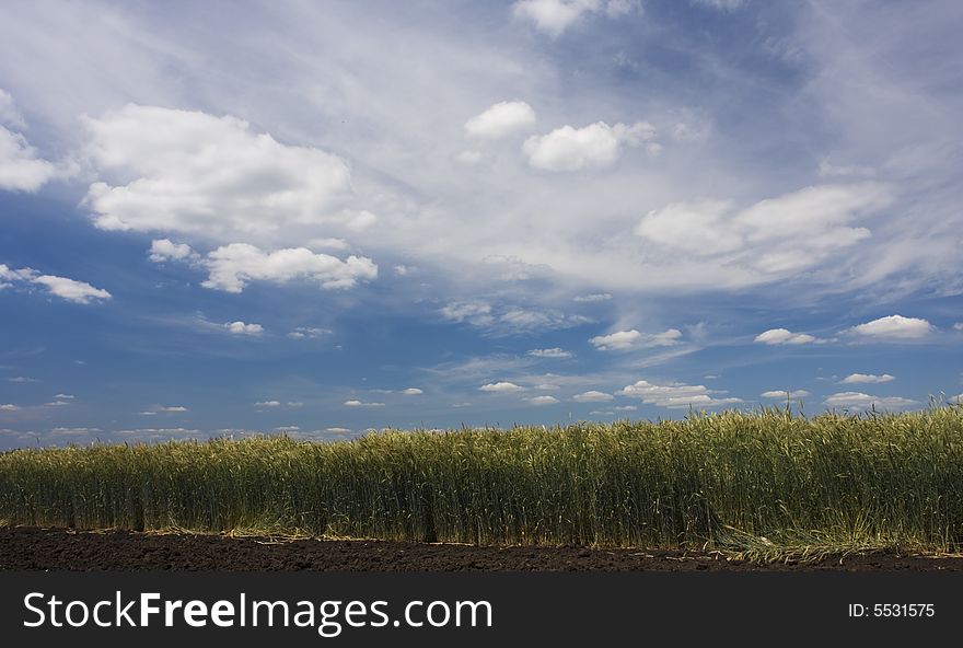 Landscape with field and clouds. Landscape with field and clouds