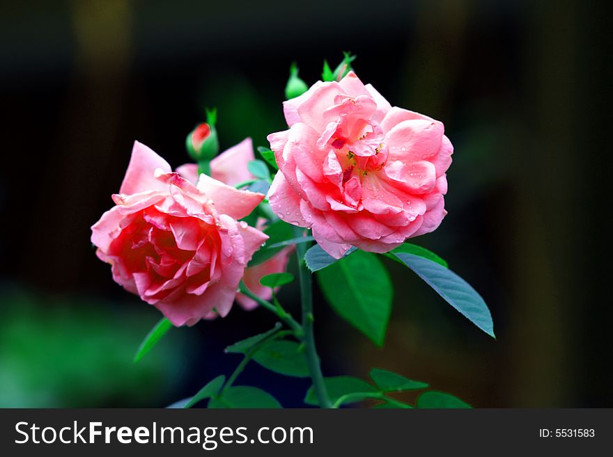 A pair o roses flower