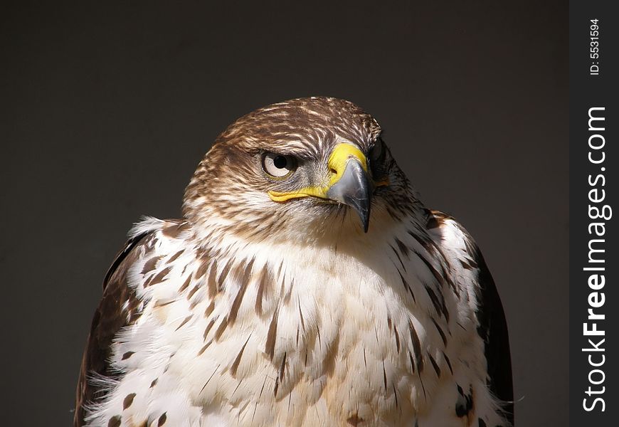 Gry Falcon getting ready to hunt at a falconry centre in Warwickshire, UK