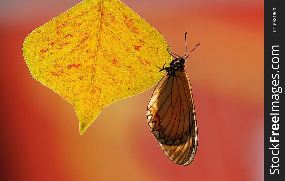 The butterfly transformed the position, in leaf's side. The butterfly transformed the position, in leaf's side.