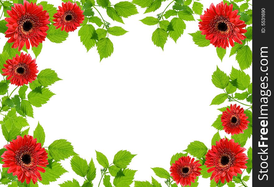 Frame from green leaflets and flowers over white background.