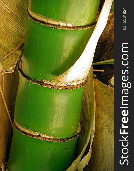 Detailed shot of Bamboo Stalk in a Garden in Queensland Australia.