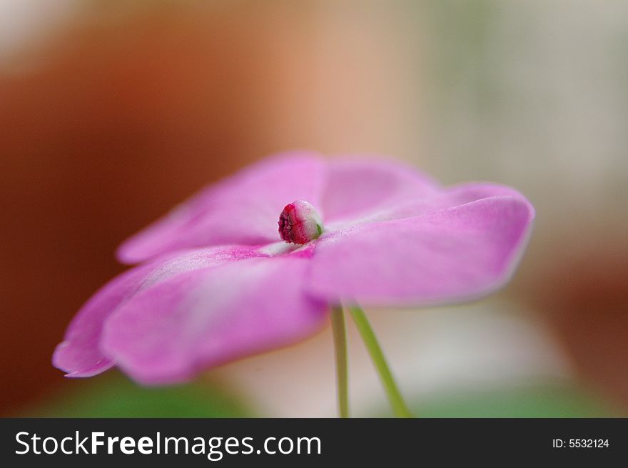 A closer shot of an Alegria del Hogar flower. A closer shot of an Alegria del Hogar flower