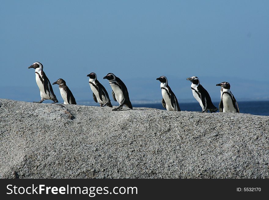 Penguins walking in a row. Penguins walking in a row