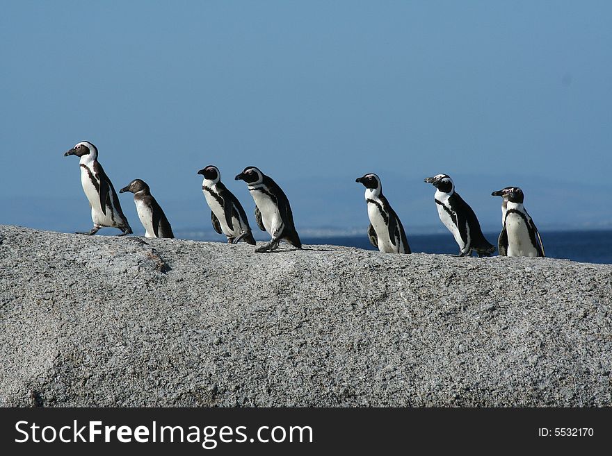 Penguins In A Row