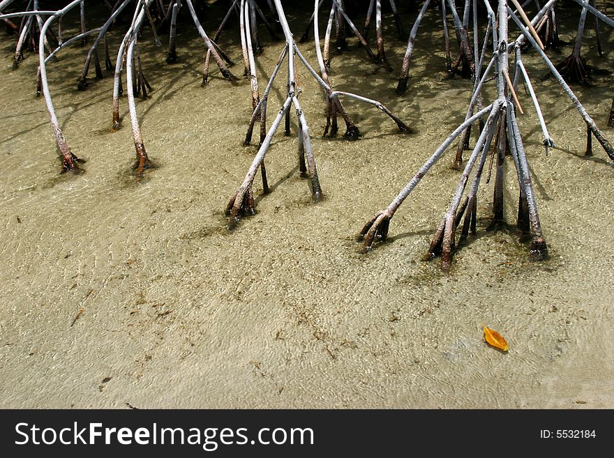 A yellow leaf floating past mangrove roots on Bonaire