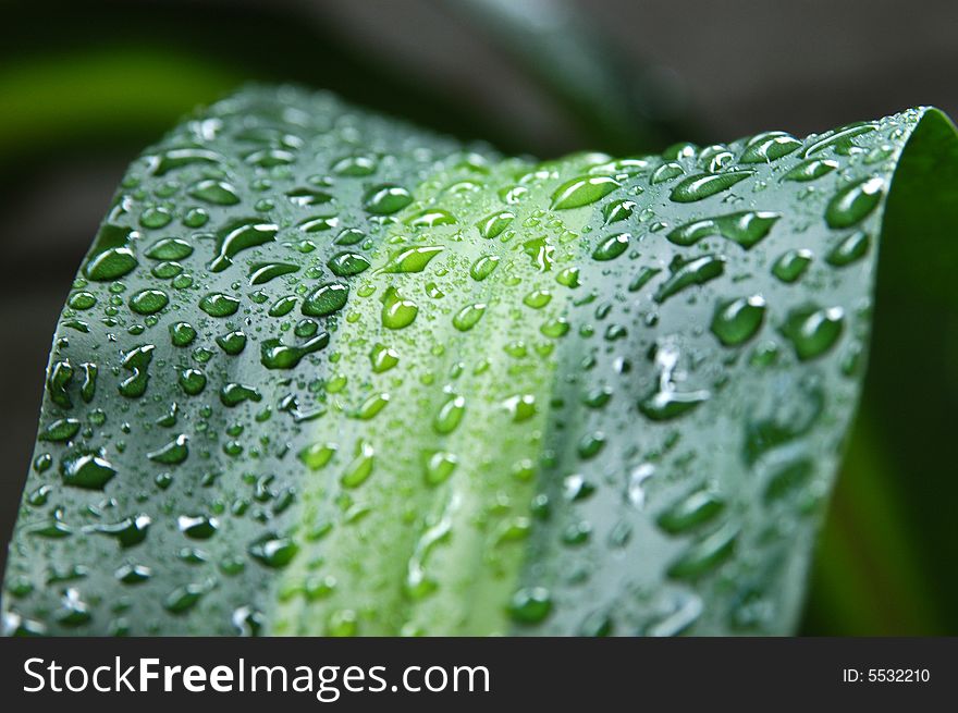 A green leave with rain drops. A green leave with rain drops