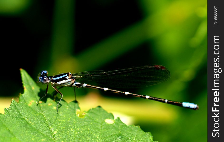 Fantastic detail. What a beautiful dragonfly. Fantastic detail. What a beautiful dragonfly.