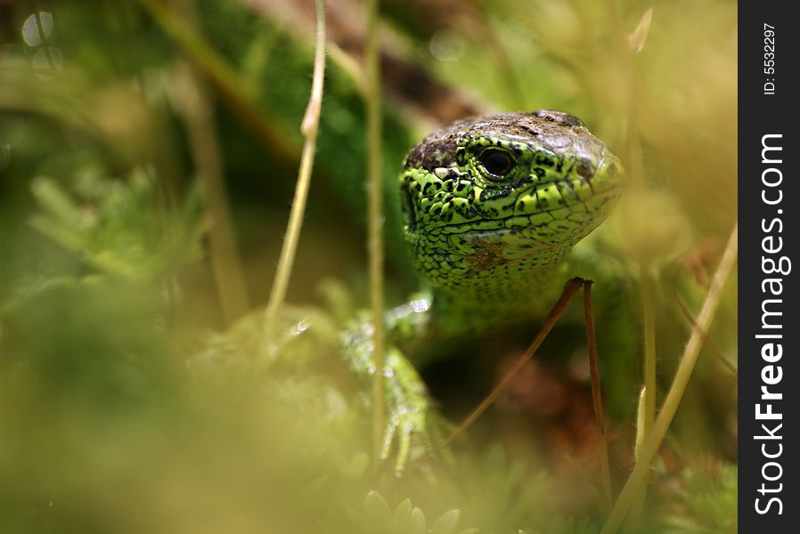 Green lizard in the bush.