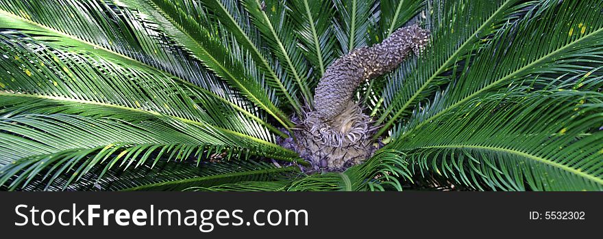 Green Cycad In The Sun