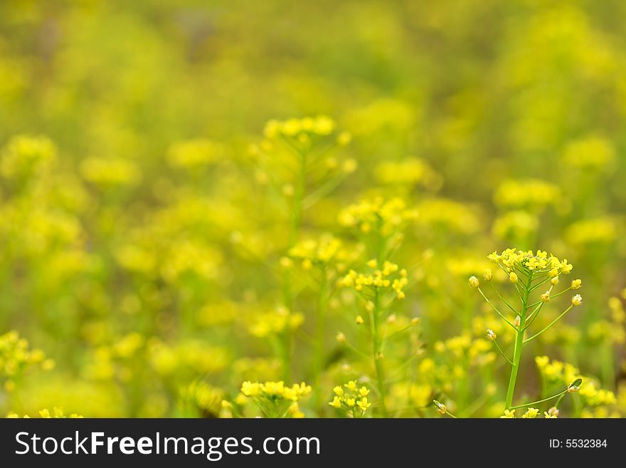 Yellow flowers field background with low deep of field and copy space for text