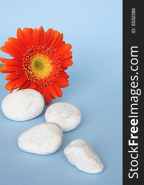 White pebbles and flower in blue background. White pebbles and flower in blue background