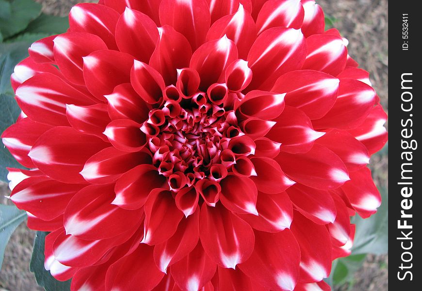 Red and white dahlia giving the appearance of flaming tips. Red and white dahlia giving the appearance of flaming tips